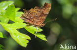 Gehakkelde aurelia (Polygonia c-album)