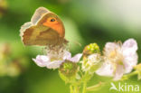 Meadow Brown (Maniola jurtina)