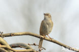 Heggemus (Prunella modularis)