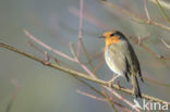 European Robin (Erithacus rubecula)