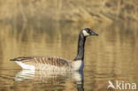 Canada Goose (Branta canadensis)