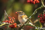 Brambling (Fringilla montifringilla)