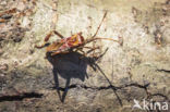 Western conifer seed bug (Leptoglossus occidentalis)