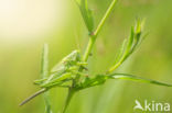 Grote groene sabelsprinkhaan (Tettigonia viridissima)