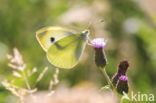 Klein koolwitje (Pieris rapae)