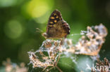 Speckled Wood (Pararge aegeria)