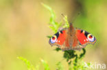 Peacock (Inachis io)