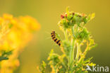 The Cinnabar (Tyria jacobaeae)