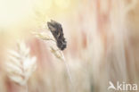 Silver Y (Autographa gamma)