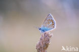 Common Blue (Polyommatus icarus)