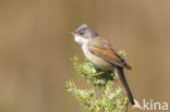 Greater Whitethroat (Sylvia communis)