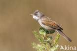 Greater Whitethroat (Sylvia communis)