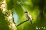 Bonte Vliegenvanger (Ficedula hypoleuca)