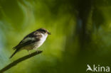 Bonte Vliegenvanger (Ficedula hypoleuca)