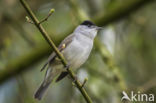 Blackcap (Sylvia atricapilla)