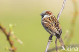 Huismus (Passer domesticus)