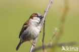 Huismus (Passer domesticus)