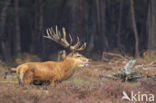 Red Deer (Cervus elaphus)