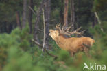 Red Deer (Cervus elaphus)