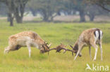 Fallow Deer (Dama dama)