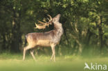 Fallow Deer (Dama dama)