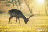 Fallow Deer (Dama dama)