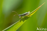 Egelskophaantje (Donacia vulgaris)