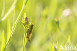 Meadow Grasshopper (Chorthippus parallelus)