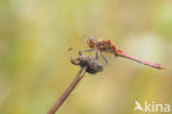 Steenrode heidelibel (Sympetrum vulgatum)