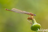 Scarce Blue-tailed Damselfly (Ischnura pumilio)