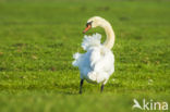 Knobbelzwaan (Cygnus olor)