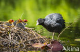 Meerkoet (Fulica atra)