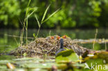 Meerkoet (Fulica atra)