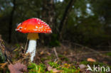 Vliegenzwam (Amanita muscaria)