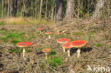 Vliegenzwam (Amanita muscaria)