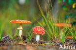 Fly agaric (Amanita muscaria)