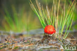 Vliegenzwam (Amanita muscaria)