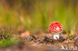 Vliegenzwam (Amanita muscaria)