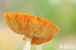 Fly agaric (Amanita muscaria)