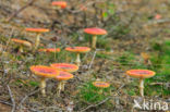 Vliegenzwam (Amanita muscaria)