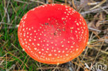 Vliegenzwam (Amanita muscaria)