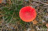 Fly agaric (Amanita muscaria)