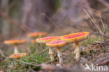 Vliegenzwam (Amanita muscaria)