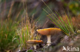 Fly agaric (Amanita muscaria)