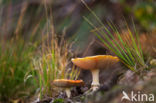 Fly agaric (Amanita muscaria)