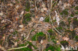 Fly agaric (Amanita muscaria)