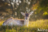 Fallow Deer (Dama dama)