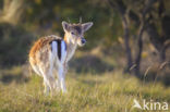 Fallow Deer (Dama dama)