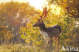 Fallow Deer (Dama dama)