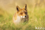 Fox (Vulpes vulpes)